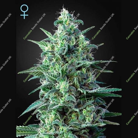 White Widow Auto CBD Feminized Marijuana Strain by Greenhouse Seeds For Sale Online at Cannabis Seeds Outlet