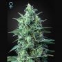 White Widow Auto CBD Feminized Marijuana Strain by Greenhouse Seeds For Sale Online at Cannabis Seeds Outlet
