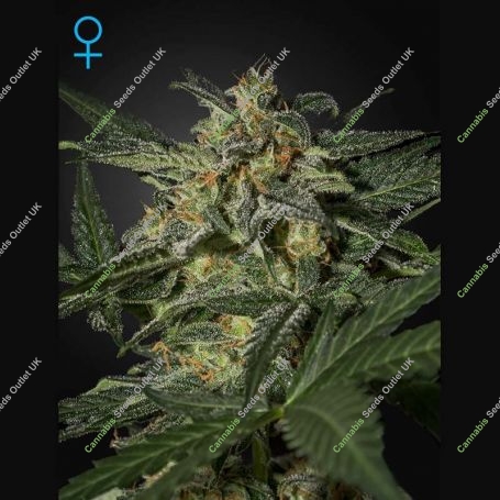 White Widow Auto Feminized Marijuana Strain by Greenhouse Seeds For Sale Online at Cannabis Seeds Outlet