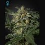 White Widow Auto Feminized Marijuana Strain by Greenhouse Seeds For Sale Online at Cannabis Seeds Outlet