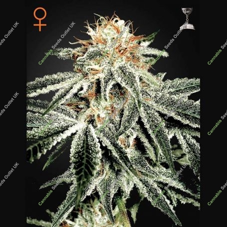 White Widow Feminized Marijuana Strain by Greenhouse Seeds For Sale Online at Cannabis Seeds Outlet