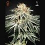 White Widow Feminized Marijuana Strain by Greenhouse Seeds For Sale Online at Cannabis Seeds Outlet