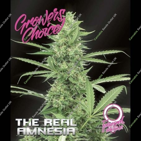 Amnesia The Real Auto Marijuana Strain by Growers Choice For Sale Online at Cannabis Seeds Outlet