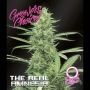 Amnesia The Real Auto Marijuana Strain by Growers Choice For Sale Online at Cannabis Seeds Outlet