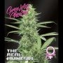 Amnesia The Real Feminized Marijuana Strain by Growers Choice For Sale Online at Cannabis Seeds Outlet
