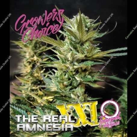 Amnesia XXL Auto Feminized Marijuana Strain by Growers Choice For Sale Online at Cannabis Seeds Outlet