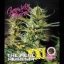 Amnesia XXL Auto Feminized Marijuana Strain by Growers Choice For Sale Online at Cannabis Seeds Outlet