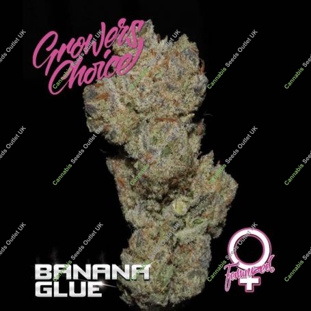 Banana Glue Feminized Marijuana Strain by Growers Choice For Sale Online at Cannabis Seeds Outlet