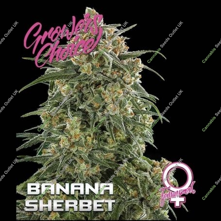 Banana Sherbet Feminized Marijuana Strain by Growers Choice For Sale Online at Cannabis Seeds Outlet