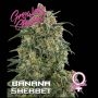 Banana Sherbet Feminized Marijuana Strain by Growers Choice For Sale Online at Cannabis Seeds Outlet