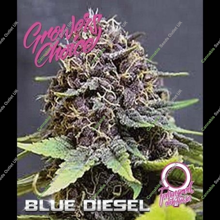 Blue Diesel Auto Feminized Marijuana Strain by Growers Choice For Sale Online at Cannabis Seeds Outlet