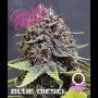 Blue Diesel Auto Feminized Marijuana Strain by Growers Choice For Sale Online at Cannabis Seeds Outlet