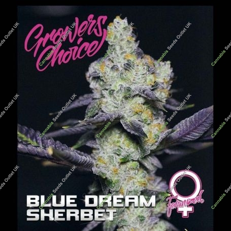 Blue Dream Sherbet Feminized Marijuana Strain by Growers Choice For Sale Online at Cannabis Seeds Outlet