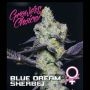 Blue Dream Sherbet Feminized Marijuana Strain by Growers Choice For Sale Online at Cannabis Seeds Outlet