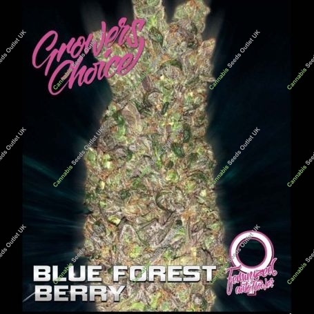 Blue Forest Berry Auto Marijuana Strain by Growers Choice For Sale Online at Cannabis Seeds Outlet