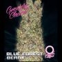 Blue Forest Berry Auto Marijuana Strain by Growers Choice For Sale Online at Cannabis Seeds Outlet