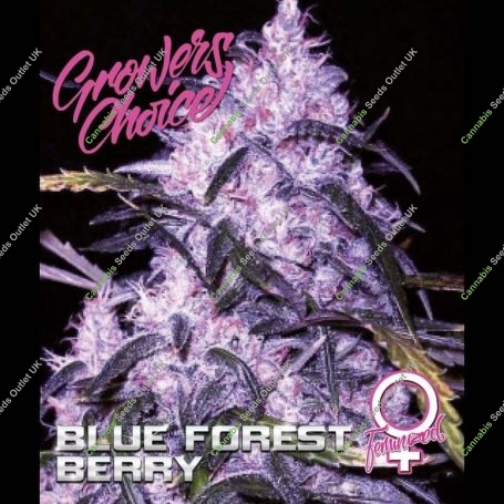 Blue Forest Berry Feminized Marijuana Strain by Growers Choice For Sale Online at Cannabis Seeds Outlet