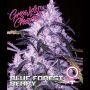 Blue Forest Berry Feminized Marijuana Strain by Growers Choice For Sale Online at Cannabis Seeds Outlet