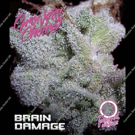 Brain Damage Auto Feminized Marijuana Strain by Growers Choice For Sale Online at Cannabis Seeds Outlet