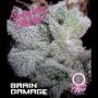 Brain Damage Auto Feminized Marijuana Strain by Growers Choice For Sale Online at Cannabis Seeds Outlet