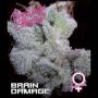 Brain Damage Feminized Marijuana Strain by Growers Choice For Sale Online at Cannabis Seeds Outlet