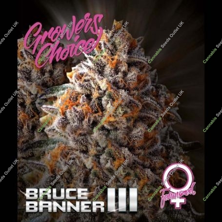 Bruce Banner III Feminized Marijuana Strain by Growers Choice For Sale Online at Cannabis Seeds Outlet