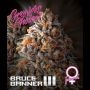 Bruce Banner III Feminized Marijuana Strain by Growers Choice For Sale Online at Cannabis Seeds Outlet