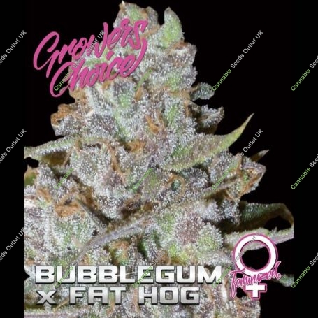 Bubblegum x Fat Hog Feminized Marijuana Strain by Growers Choice For Sale Online at Cannabis Seeds Outlet