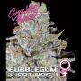 Bubblegum x Fat Hog Feminized Marijuana Strain by Growers Choice For Sale Online at Cannabis Seeds Outlet