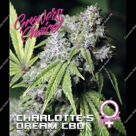 Charlottes Dream CBD Feminized Marijuana Strain by Growers Choice For Sale Online at Cannabis Seeds Outlet