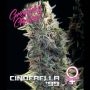 Cinderella 99 Feminized Marijuana Strain by Growers Choice For Sale Online at Cannabis Seeds Outlet