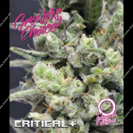 Critical + Automatic Feminized Marijuana Strain by Growers Choice For Sale Online at Cannabis Seeds Outlet