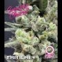 Critical + Automatic Feminized Marijuana Strain by Growers Choice For Sale Online at Cannabis Seeds Outlet