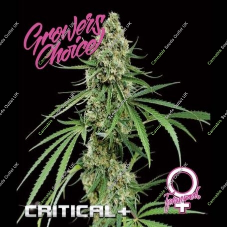 Critical + Feminized Marijuana Strain by Growers Choice For Sale Online at Cannabis Seeds Outlet