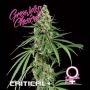 Critical + Feminized Marijuana Strain by Growers Choice For Sale Online at Cannabis Seeds Outlet