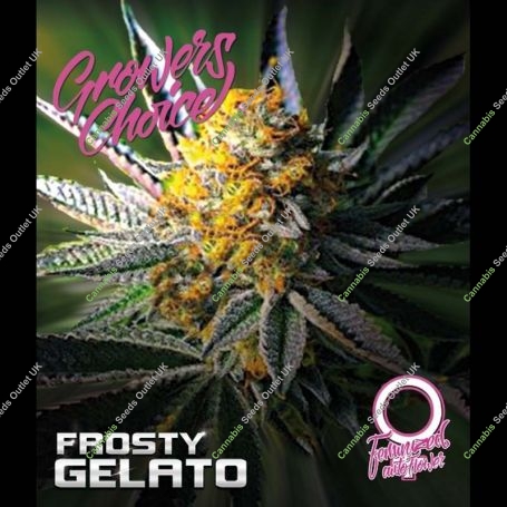 Frosty Gelato Auto Feminized Marijuana Strain by Growers Choice For Sale Online at Cannabis Seeds Outlet