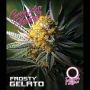 Frosty Gelato Auto Feminized Marijuana Strain by Growers Choice For Sale Online at Cannabis Seeds Outlet