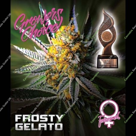Frosty Gelato Feminized Marijuana Strain by Growers Choice For Sale Online at Cannabis Seeds Outlet