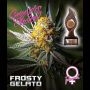 Frosty Gelato Feminized Marijuana Strain by Growers Choice For Sale Online at Cannabis Seeds Outlet