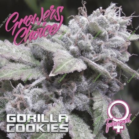 Gorilla Cookies Feminized Marijuana Strain by Growers Choice For Sale Online at Cannabis Seeds Outlet