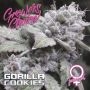 Gorilla Cookies Feminized Marijuana Strain by Growers Choice For Sale Online at Cannabis Seeds Outlet
