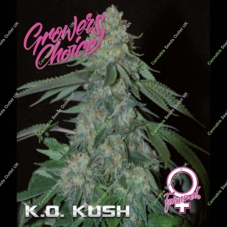KO Kush Feminized Marijuana Strain by Growers Choice For Sale Online at Cannabis Seeds Outlet