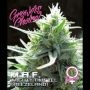 MAF Auto Feminized Marijuana Strain by Growers Choice For Sale Online at Cannabis Seeds Outlet
