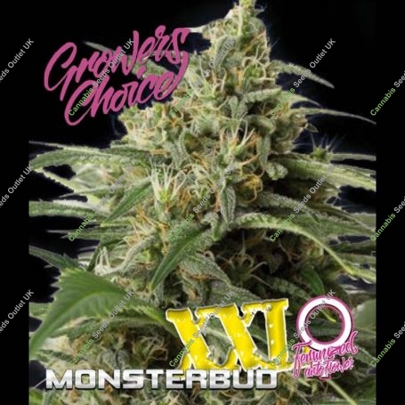 Monster Bud XXL Auto Feminized Marijuana Strain by Growers Choice For Sale Online at Cannabis Seeds Outlet