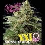 Monster Bud XXL Auto Feminized Marijuana Strain by Growers Choice For Sale Online at Cannabis Seeds Outlet