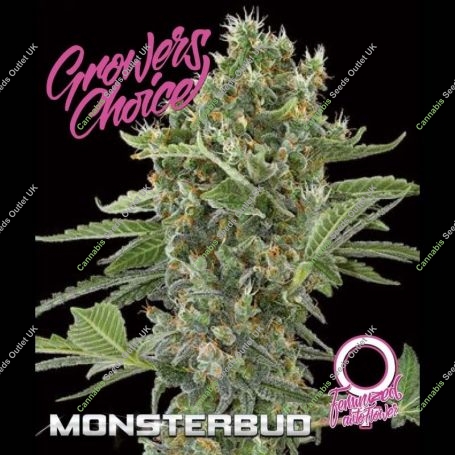 Monsterbud Auto Feminized Marijuana Strain by Growers Choice For Sale Online at Cannabis Seeds Outlet