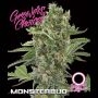 Monsterbud Auto Feminized Marijuana Strain by Growers Choice For Sale Online at Cannabis Seeds Outlet