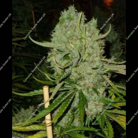 Monsterbud Feminized Marijuana Strain by Growers Choice For Sale Online at Cannabis Seeds Outlet