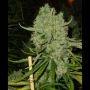 Monsterbud Feminized Marijuana Strain by Growers Choice For Sale Online at Cannabis Seeds Outlet