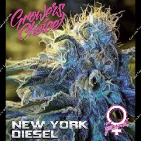 New York Diesel Feminized Marijuana Strain by Growers Choice For Sale Online at Cannabis Seeds Outlet